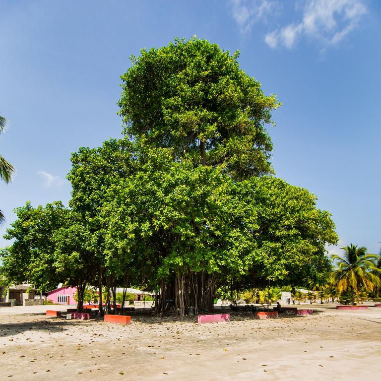 Villa Rosa Maldives Feridhoo Eksteriør bilde